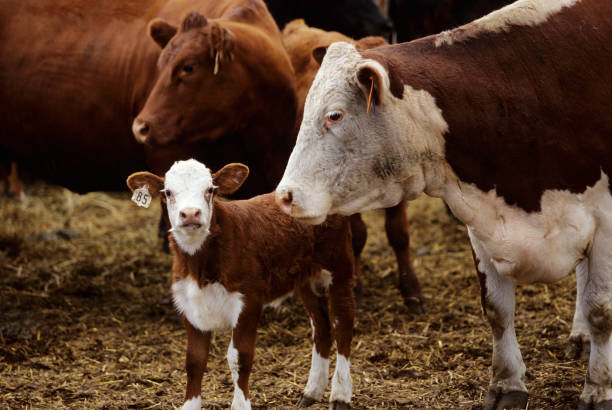cows with a calf