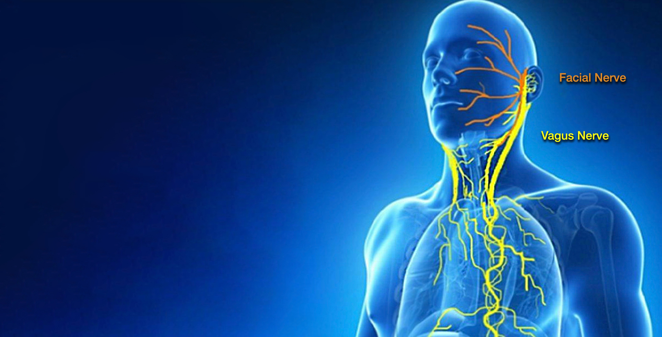 Illustration of the human body highlighting the Vagus Nerve and Facial Nerve in yellow against a blue background, relevant to discussions on vagal tone and wellness in the JWLABS blog.